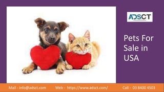 Pets For
Sale in
USA
Mail - info@adsct.com Web - https://www.adsct.com/ Call - 03 8400 4503
 