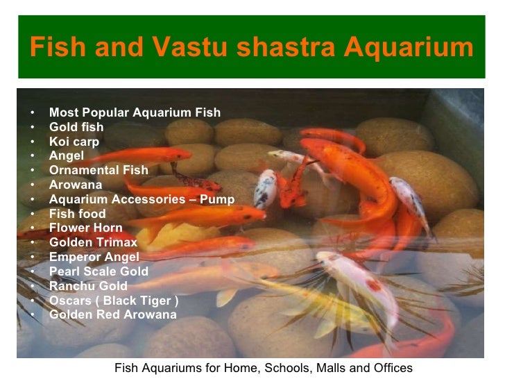Oscar fish vastu