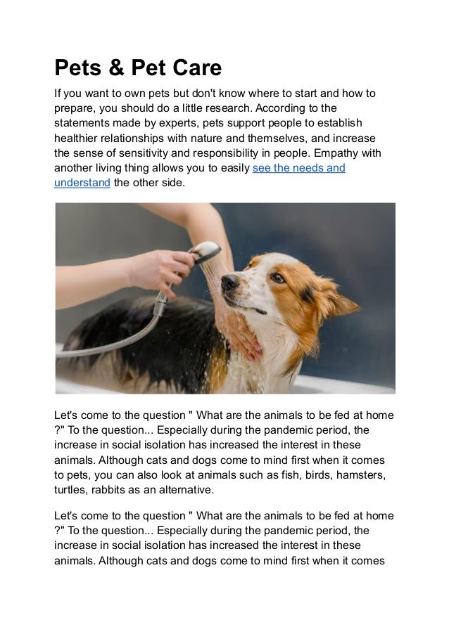 Where Did The First Dogs Come From