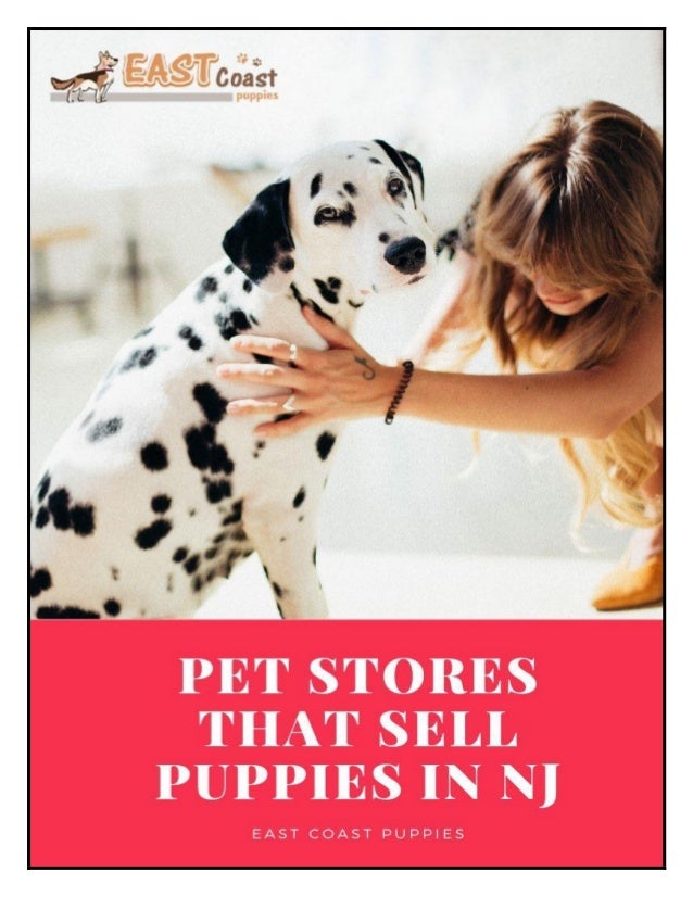 stores that sell puppies