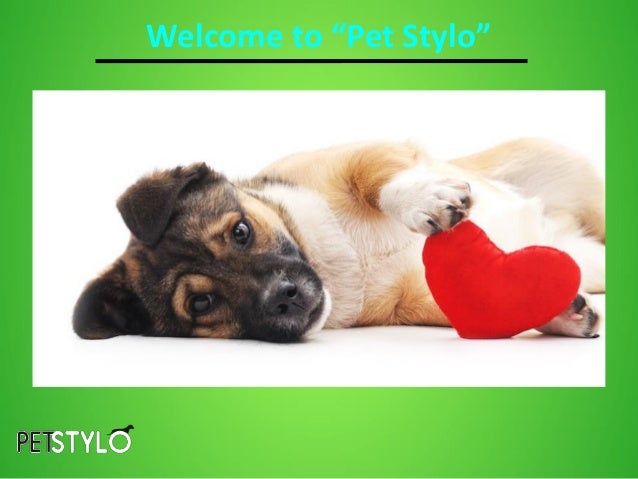 puppy accessories store