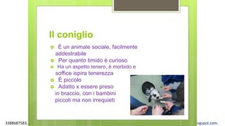 3388687583, www.apel-pediatri.org alberto.ferrando1@gmail.com, www.ferrandoalberto.blogspot.com,
Il coniglio
 È un animale sociale, facilmente
addestrabile
 Per quanto timido è curioso
 Ha un aspetto tenero, è morbido e
soffice ispira tenerezza
 È piccolo
 Adatto x essere preso
in braccio, con i bambini
piccoli ma non irrequieti
 
