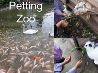 Petting
Zoo
 