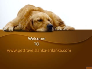 Welcome
TO
www.pettravelslanka-srilanka.com
 