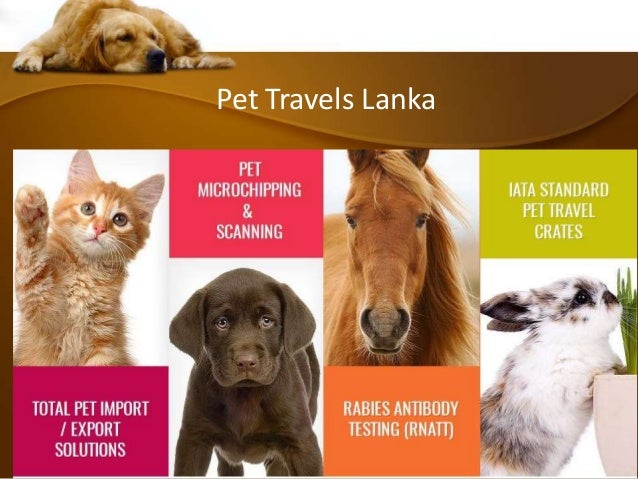 Ground Transport Dogs Pet