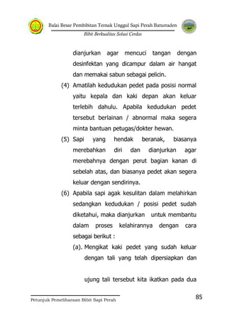 Balai Besar Pembibitan Ternak Unggul Sapi Perah Baturraden
Bibit Berkualitas Solusi Cerdas
Petunjuk Pemeliharaan Bibit Sapi Perah
85
dianjurkan agar mencuci tangan dengan
desinfektan yang dicampur dalam air hangat
dan memakai sabun sebagai pelicin.
(4) Amatilah kedudukan pedet pada posisi normal
yaitu kepala dan kaki depan akan keluar
terlebih dahulu. Apabila kedudukan pedet
tersebut berlainan / abnormal maka segera
minta bantuan petugas/dokter hewan.
(5) Sapi yang hendak beranak, biasanya
merebahkan diri dan dianjurkan agar
merebahnya dengan perut bagian kanan di
sebelah atas, dan biasanya pedet akan segera
keluar dengan sendirinya.
(6) Apabila sapi agak kesulitan dalam melahirkan
sedangkan kedudukan / posisi pedet sudah
diketahui, maka dianjurkan untuk membantu
dalam proses kelahirannya dengan cara
sebagai berikut :
(a). Mengikat kaki pedet yang sudah keluar
dengan tali yang telah dipersiapkan dan
ujung tali tersebut kita ikatkan pada dua
 