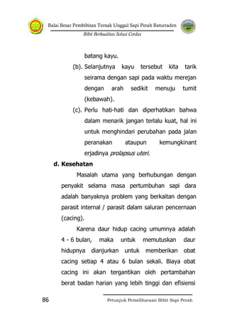 Balai Besar Pembibitan Ternak Unggul Sapi Perah Baturraden
Bibit Berkualitas Solusi Cerdas
Petunjuk Pemeliharaan Bibit Sapi Perah86
batang kayu.
(b). Selanjutnya kayu tersebut kita tarik
seirama dengan sapi pada waktu merejan
dengan arah sedikit menuju tumit
(kebawah).
(c). Perlu hati-hati dan diperhatikan bahwa
dalam menarik jangan terlalu kuat, hal ini
untuk menghindari perubahan pada jalan
peranakan ataupun kemungkinant
erjadinya prolapsus uteri.
d. Kesehatan
Masalah utama yang berhubungan dengan
penyakit selama masa pertumbuhan sapi dara
adalah banyaknya problem yang berkaitan dengan
parasit internal / parasit dalam saluran pencernaan
(cacing).
Karena daur hidup cacing umumnya adalah
4 - 6 bulan, maka untuk memutuskan daur
hidupnya dianjurkan untuk memberikan obat
cacing setiap 4 atau 6 bulan sekali. Biaya obat
cacing ini akan tergantikan oleh pertambahan
berat badan harian yang lebih tinggi dan efisiensi
 