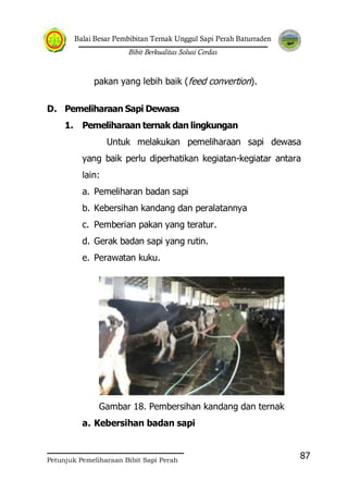 Balai Besar Pembibitan Ternak Unggul Sapi Perah Baturraden
Bibit Berkualitas Solusi Cerdas
Petunjuk Pemeliharaan Bibit Sapi Perah
87
pakan yang lebih baik (feed convertion).
D. Pemeliharaan Sapi Dewasa
1. Pemeliharaan ternak dan lingkungan
Untuk melakukan pemeliharaan sapi dewasa
yang baik perlu diperhatikan kegiatan-kegiatar antara
lain:
a. Pemeliharan badan sapi
b. Kebersihan kandang dan peralatannya
c. Pemberian pakan yang teratur.
d. Gerak badan sapi yang rutin.
e. Perawatan kuku.
Gambar 18. Pembersihan kandang dan ternak
a. Kebersihan badan sapi
 