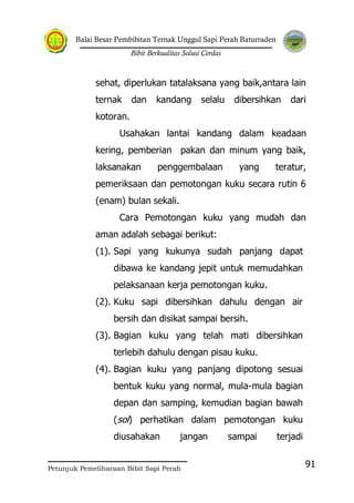Balai Besar Pembibitan Ternak Unggul Sapi Perah Baturraden
Bibit Berkualitas Solusi Cerdas
Petunjuk Pemeliharaan Bibit Sapi Perah
91
sehat, diperlukan tatalaksana yang baik,antara lain
ternak dan kandang selalu dibersihkan dari
kotoran.
Usahakan lantai kandang dalam keadaan
kering, pemberian pakan dan minum yang baik,
laksanakan penggembalaan yang teratur,
pemeriksaan dan pemotongan kuku secara rutin 6
(enam) bulan sekali.
Cara Pemotongan kuku yang mudah dan
aman adalah sebagai berikut:
(1). Sapi yang kukunya sudah panjang dapat
dibawa ke kandang jepit untuk memudahkan
pelaksanaan kerja pemotongan kuku.
(2). Kuku sapi dibersihkan dahulu dengan air
bersih dan disikat sampai bersih.
(3). Bagian kuku yang telah mati dibersihkan
terlebih dahulu dengan pisau kuku.
(4). Bagian kuku yang panjang dipotong sesuai
bentuk kuku yang normal, mula-mula bagian
depan dan samping, kemudian bagian bawah
(sol) perhatikan dalam pemotongan kuku
diusahakan jangan sampai terjadi
 
