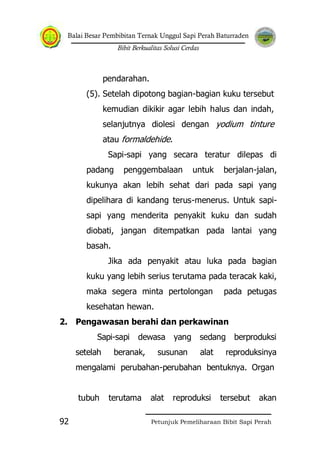 Balai Besar Pembibitan Ternak Unggul Sapi Perah Baturraden
Bibit Berkualitas Solusi Cerdas
Petunjuk Pemeliharaan Bibit Sapi Perah92
pendarahan.
(5). Setelah dipotong bagian-bagian kuku tersebut
kemudian dikikir agar lebih halus dan indah,
selanjutnya diolesi dengan yodium tinture
atau formaldehide.
Sapi-sapi yang secara teratur dilepas di
padang penggembalaan untuk berjalan-jalan,
kukunya akan lebih sehat dari pada sapi yang
dipelihara di kandang terus-menerus. Untuk sapi-
sapi yang menderita penyakit kuku dan sudah
diobati, jangan ditempatkan pada lantai yang
basah.
Jika ada penyakit atau luka pada bagian
kuku yang lebih serius terutama pada teracak kaki,
maka segera minta pertolongan pada petugas
kesehatan hewan.
2. Pengawasan berahi dan perkawinan
Sapi-sapi dewasa yang sedang berproduksi
setelah beranak, susunan alat reproduksinya
mengalami perubahan-perubahan bentuknya. Organ
tubuh terutama alat reproduksi tersebut akan
 