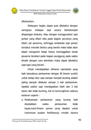 Balai Besar Pembibitan Ternak Unggul Sapi Perah Baturraden
Bibit Berkualitas Solusi Cerdas
Petunjuk Pemeliharaan Bibit Sapi Perah
95
dikeluarkan.
Walaupun begitu dapat pula diketahui dengan
seringnya melepas sapi secara berkelompok
dilapangan terbuka. Atau dengan menggunakan sapi
jantan yang diberi otto pada bagian perutnya yang
diberi zat pewarna, sehingga andaikata sapi jantan
tersebut menaiki betina yang berahi maka tidak akan
dapat mengawini tetapi hanya meninggalkan tanda
pewarna tersebut pada bagian punggung pada waktu
dinaiki dengan cara demikian maka dapat diketahui
sapi-sapi yang berahi.
Untuk mendapatkan efisiensi reproduksi yang
baik banyaknya perkawinan dengan IB (kawin suntik)
untuk setiap ekor sapi sampai menjadi bunting adalah
paling banyak dilakuka sampai 2 kali perkawinan.
Apabila seekor sapi mendapatkan lebih dari 2 kali
kawin dan tidak bunting, hal ini kemungkinan adanya
kelainan seperti :
a. Pelaksanaan perkawinan yang kurang baik
disebabkan waktu perkawinan tidak
tepat,mani/frosen semen yang dipakai untuk
inseminasi buatan fertilitasnya rendah karena
 