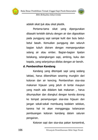 Balai Besar Pembibitan Ternak Unggul Sapi Perah Baturraden
Bibit Berkualitas Solusi Cerdas
Petunjuk Pemeliharaan Bibit Sapi Perah106
adalah sikat ijuk atau sikat plastik.
Pertama-tama sikat yang dipergunakan
dibasahi terlebih dahulu dengan air dan digosokkan
pada punggung sapi sampai kulit dan bulu betul-
betul basah. Kemudian punggung dan seluruh
bagian tubuh disiram dengan mempergunakan
selang air atau ember. Bagian-bagian lipatan
belakang, selangkangan sapi, ambing, kuku dan
kepala, yang selanjutnya dibilas dengan air bersih.
d. Pembersihan Kandang
Kandang yang ditempati sapi yang sedang
laktasi, harus dibersihkan sesering mungkin dari
kotoran dan air kencing. Pembersihan sisa-sisa
makanan hijauan yang jatuh di lantai maupun
yang masih ada didalam bak makanan , harus
dikumpulkan dan diangkut dengan kereta dorong
ke tempat penampungan sisa-sisa hijauan dan
jangan sekali-sekali membuang kedalam selokan,
karena hal ini akan mengganggu kelancaran
pembuangan kotoran kandang dalam saluran
pengairan.
Kotoran sapi dan sisa-sisa pakan konsentrat,
 