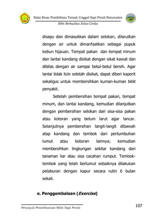 Balai Besar Pembibitan Ternak Unggul Sapi Perah Baturraden
Bibit Berkualitas Solusi Cerdas
Petunjuk Pemeliharaan Bibit Sapi Perah
107
disapu dan dimasukkan dalam selokan, dilarutkan
dengan air untuk dimanfaatkan sebagai pupuk
kebun hijauan. Tempat pakan dan tempat minum
dan lantai kandang disikat dengan sikat kawat dan
dibilas dengan air sampai betul-betul bersih. Agar
lantai tidak licin setelah disikat, dapat diberi kaporit
sekaligus untuk membersihkan kuman-kuman bibit
penyakit.
Setelah pembersihan tempat pakan, tempat
minum, dan lantai kandang, kemudian dilanjutkan
dengan pembersihan selokan dari sisa-sisa pakan
atau kotoran yang belum larut agar lancar.
Selanjutnya pembersihan langit-langit dibawah
atap kandang dan tembok dari pertumbuhan
lumut atau kotoran lainnya; kemudian
membersihkan lingkungan sekitar kandang dari
tanaman liar atau sisa cacahan rumput. Tembok-
tembok yang telah berlumut sebaiknya dilakukan
pelaburan dengan kapur secara rutin 6 bulan
sekali.
e. Penggembalaan (Exercise)
 