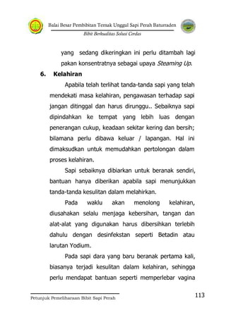 Balai Besar Pembibitan Ternak Unggul Sapi Perah Baturraden
Bibit Berkualitas Solusi Cerdas
Petunjuk Pemeliharaan Bibit Sapi Perah
113
yang sedang dikeringkan ini perlu ditambah lagi
pakan konsentratnya sebagai upaya Steaming Up.
6. Kelahiran
Apabila telah terlihat tanda-tanda sapi yang telah
mendekati masa kelahiran, pengawasan terhadap sapi
jangan ditinggal dan harus dirunggu.. Sebaiknya sapi
dipindahkan ke tempat yang lebih luas dengan
penerangan cukup, keadaan sekitar kering dan bersih;
bilamana perlu dibawa keluar / lapangan. Hal ini
dimaksudkan untuk memudahkan pertolongan dalam
proses kelahiran.
Sapi sebaiknya dibiarkan untuk beranak sendiri,
bantuan hanya diberikan apabila sapi menunjukkan
tanda-tanda kesulitan dalam melahirkan.
Pada waklu akan menolong kelahiran,
diusahakan selalu menjaga kebersihan, tangan dan
alat-alat yang digunakan harus dibersihkan terlebih
dahulu dengan desinfekstan seperti Betadin atau
larutan Yodium.
Pada sapi dara yang baru beranak pertama kali,
biasanya terjadi kesulitan dalam kelahiran, sehingga
perlu mendapat bantuan seperti memperlebar vagina
 
