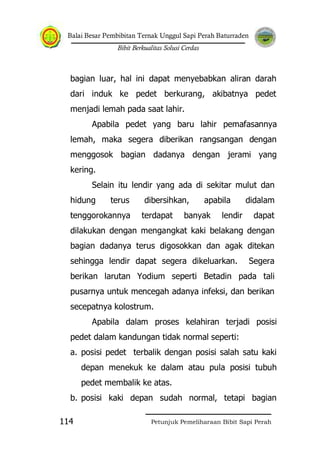 Balai Besar Pembibitan Ternak Unggul Sapi Perah Baturraden
Bibit Berkualitas Solusi Cerdas
Petunjuk Pemeliharaan Bibit Sapi Perah114
bagian luar, hal ini dapat menyebabkan aliran darah
dari induk ke pedet berkurang, akibatnya pedet
menjadi lemah pada saat lahir.
Apabila pedet yang baru lahir pemafasannya
lemah, maka segera diberikan rangsangan dengan
menggosok bagian dadanya dengan jerami yang
kering.
Selain itu lendir yang ada di sekitar mulut dan
hidung terus dibersihkan, apabila didalam
tenggorokannya terdapat banyak lendir dapat
dilakukan dengan mengangkat kaki belakang dengan
bagian dadanya terus digosokkan dan agak ditekan
sehingga lendir dapat segera dikeluarkan. Segera
berikan larutan Yodium seperti Betadin pada tali
pusarnya untuk mencegah adanya infeksi, dan berikan
secepatnya kolostrum.
Apabila dalam proses kelahiran terjadi posisi
pedet dalam kandungan tidak normal seperti:
a. posisi pedet terbalik dengan posisi salah satu kaki
depan menekuk ke dalam atau pula posisi tubuh
pedet membalik ke atas.
b. posisi kaki depan sudah normal, tetapi bagian
 