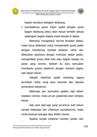 Balai Besar Pembibitan Ternak Unggul Sapi Perah Baturraden
Bibit Berkualitas Solusi Cerdas
Petunjuk Pemeliharaan Bibit Sapi Perah
115
kepala menekuk kebagian belakang.
c. membaliknya posisi tubuh pedet dengan posisi
bagian belakang (ekor) akan keluar terlebih dahulu
sedangkan bagian kepala masih berada di dalam.
Bilamana rnengetahui hal-hal tersebut diatas,
maka harus dilakukan untuk memperbaiki posisi pedet
dengan mendorong kembali kedalam rahim dan
dibetulkan posisinya dengan memutar badan pedet,
memperbaiki posisi letak kaki atau bagian kepala, ke
posisi yang normal. Setelah itu baru kemudian
membantu proses kelahiran dengan menarik bagian
kaki depan keluar.
Setelah kelahiran pedet tertolong segera
bersihkan induk yang baru beranak dan lakukan
pemerahan kolostrum.
Beberapa jam kemudian apabila sapi dalam
keadaan normal, maka ari-ari (plasenta) akan terlepas
keluar.
Ada pula sapi-sapi yang ari-arinya sulit keluar
sampai beberapa hari (Retensio scundinarum), maka
minta bantuan petugas atau dokter hewan.
Apabila terjadi kelahiran kembar jantan dan
 