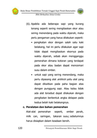 Balai Besar Pembibitan Ternak Unggul Sapi Perah Baturraden
Bibit Berkualitas Solusi Cerdas
Petunjuk Pemeliharaan Bibit Sapi Perah120
(6). Apabila ada beberapa sapi yang kurang
tenang seperti sering mengibaskan ekor atau
sering menendang pada waktu diperah, maka
perlu pengaman yang harus dilakukan seperti:
• pengikatan ekor dengan salah satu kaki
belakang, hal ini perlu dilakukan agar sapi
tidak dapat mengibaskan ekornya pada
waktu diperah, sebab akan mengganggu
pemerahan dimana kotoran yang terdapat
pada ekor atau badan dapat mencemari
susu dalam ember.
• untuk sapi yang sering menendang, maka
perlu dipasang alat antikick yaitu alat yang
dapat dikaitkan pada paha bagian atas
dengan punggung sapi. Atau kalau tidak
ada alat tersebut dapat dilakukan dengan
pengikatan berbentuk angka delapan pada
kedua belah kaki belakangnya.
c. Peralatan dan bahan pemerahan
Alat-alat pemerahan seperti, ember perah,
milk can, saringan, takaran susu; sebelumnya
harus disiapkan dalam keadaan bersih.
 