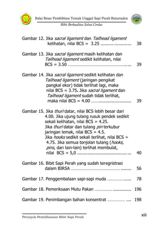 Balai Besar Pembibitan Ternak Unggul Sapi Perah Baturraden
Bibit Berkualitas Solusi Cerdas
Petunjuk Pemeliharaan Bibit Sapi Perah
xiii
Gambar 12. Jika sacral ligament dan Tailhead ligament
kelihatan, nilai BCS = 3.25 ....................... 38
Gambar 13. Jika sacral ligament masih kelihatan dan
Tailhead ligament sedikit kelihatan, nilai
BCS = 3.50 …………………………………………..... 39
Gambar 14. Jika sacral ligament sedikit kelihatan dan
Tailhead ligament (jaringan pengikat
pangkal ekor) tidak terlihat lagi, maka
nilai BCS = 3.75. Jika sacral ligament dan
Tailhead ligament sudah tidak terlihat,
maka nilai BCS = 4.00 ……......................... 39
Gambar 15. Jika thurl datar, nilai BCS lebih besar dari
4.00. Jika ujung tulang rusuk pendek sedikit
sekali kelihatan, nilai BCS = 4.25.
Jika thurl datar dan tulang pin terkubur
jaringan lemak, nilai BCS = 4.5.
Jika hooks sedikit sekali terlihat, nilai BCS =
4.75. Jika semua tonjolan tulang (hooks,
pins, dan lain-lain) terlihat membulat,
nilai BCS = 5,0 ......................................... 40
Gambar 16. Bibit Sapi Perah yang sudah teregristrasi
dalam BIRSA …………………………………… ........ 56
Gambar 17. Penggembalaan sapi-sapi muda ……………..... 78
Gambar 18. Pemeriksaan Mutu Pakan …………… .............. 196
Gambar 19. Penimbangan bahan konsentrat …………… .... 198
 