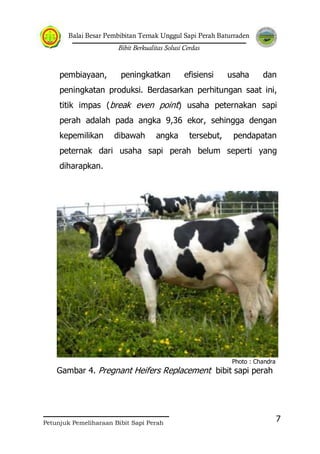 Balai Besar Pembibitan Ternak Unggul Sapi Perah Baturraden
Bibit Berkualitas Solusi Cerdas
Petunjuk Pemeliharaan Bibit Sapi Perah
7
pembiayaan, peningkatkan efisiensi usaha dan
peningkatan produksi. Berdasarkan perhitungan saat ini,
titik impas (break even point) usaha peternakan sapi
perah adalah pada angka 9,36 ekor, sehingga dengan
kepemilikan dibawah angka tersebut, pendapatan
peternak dari usaha sapi perah belum seperti yang
diharapkan.
Photo : Chandra
Gambar 4. Pregnant Heifers Replacement bibit sapi perah
 