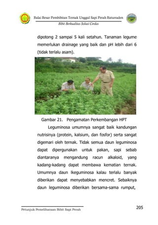 Balai Besar Pembibitan Ternak Unggul Sapi Perah Baturraden
Bibit Berkualitas Solusi Cerdas
Petunjuk Pemeliharaan Bibit Sapi Perah
205
dipotong 2 sampai 5 kali setahun. Tanaman legume
memerlukan drainage yang baik dan pH lebih dari 6
(tidak terlalu asam).
Gambar 21. Pengamatan Perkembangan HPT
Leguminosa umumnya sangat baik kandungan
nutrisinya (protein, kalsium, dan fosfor) serta sangat
digemari oleh ternak. Tidak semua daun leguminosa
dapat dipergunakan untuk pakan, sapi sebab
diantaranya mengandung racun alkaloid, yang
kadang-kadang dapat membawa kematian ternak.
Umumnya daun lkeguminosa kalau terlalu banyak
diberikan dapat menyebabkan mencret. Sebaiknya
daun leguminosa diberikan bersama-sama rumput,
 