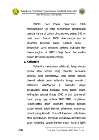 Balai Besar Pembibitan Ternak Unggul Sapi Perah Baturraden
Bibit Berkualitas Solusi Cerdas
Petunjuk Pemeliharaan Bibit Sapi Perah208
BBPTU Sapi Perah Baturraden telah
melaksanakan uji coba penanaman Desmodium
semula hanya di Lahan Limpakuwus seluas 340 m
pada bulan Januari 2008 dan sampai saat ini
tanaman tersebut dapat tumbuh subur .
Sedangkan yang sekarang sedang diujicoba dan
dikembangkan di BBPTU Sapi Perah Baturraden
adalah Desmodium hetercarpus.
c. Kaliandra
Kaliandra merupakan salah satu leuguminosa
pohon atau semak yang memiliki beberapa
spesies, satu diantaranya yang paling banyak
dikenal adalah jenis kaliandra bunga merah (
Calliandra calothyrsus ). Kaliandra dapat
beradaptasi pada berbagai jenis tanah asam,
ketinggian tempat diatas 1700 m dpl, dan curah
hujan yang tiggi antara 2000-2400 mm/tahun.
Pemanfaatan daun kaliandra sebagai hijauan
pakan ternak telah banyak dilakukan, umumnya
petani yang berada di areal kawasan kehutanan
atau perkebunan. Peternak umumnya memberikan
daun kaliandra dalam bentuk segar karena lebih
 