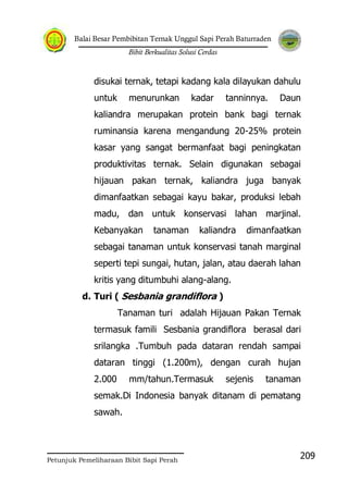 Balai Besar Pembibitan Ternak Unggul Sapi Perah Baturraden
Bibit Berkualitas Solusi Cerdas
Petunjuk Pemeliharaan Bibit Sapi Perah
209
disukai ternak, tetapi kadang kala dilayukan dahulu
untuk menurunkan kadar tanninnya. Daun
kaliandra merupakan protein bank bagi ternak
ruminansia karena mengandung 20-25% protein
kasar yang sangat bermanfaat bagi peningkatan
produktivitas ternak. Selain digunakan sebagai
hijauan pakan ternak, kaliandra juga banyak
dimanfaatkan sebagai kayu bakar, produksi lebah
madu, dan untuk konservasi lahan marjinal.
Kebanyakan tanaman kaliandra dimanfaatkan
sebagai tanaman untuk konservasi tanah marginal
seperti tepi sungai, hutan, jalan, atau daerah lahan
kritis yang ditumbuhi alang-alang.
d. Turi ( Sesbania grandiflora )
Tanaman turi adalah Hijauan Pakan Ternak
termasuk famili Sesbania grandiflora berasal dari
srilangka .Tumbuh pada dataran rendah sampai
dataran tinggi (1.200m), dengan curah hujan
2.000 mm/tahun.Termasuk sejenis tanaman
semak.Di Indonesia banyak ditanam di pematang
sawah.
 