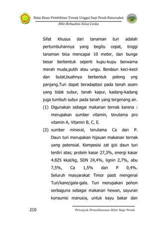 Balai Besar Pembibitan Ternak Unggul Sapi Perah Baturraden
Bibit Berkualitas Solusi Cerdas
Petunjuk Pemeliharaan Bibit Sapi Perah210
Sifat khusus dari tanaman turi adalah
pertumbuhannya yang begitu cepat, tinggi
tanaman bisa mencapai 10 meter, dan bunga
besar berbentuk seperti kupu-kupu berwarna
merah muda,putih atau ungu. Berdaun keci-kecil
dan bulat,buahnya berbentuk polong yng
panjang.Turi dapat beradaptasi pada tanah asam
yang tidak subur, tanah kapur, kadang-kadang
juga tumbuh subur pada tanah yang tergenang air.
(1) Digunakan sebagai makanan ternak karena :
merupakan sumber vitamin, terutama pro
vitamin A, Vitamin B, C, E.
(2) sumber mineral, terutama Ca dan P.
Daun turi merupakan hijauan makanan ternak
yang potensial. Komposisi zat gizi daun turi
terdiri atas; protein kasar 27,3%, energi kasar
4.825 kkal/kg, SDN 24,4%, lignin 2,7%, abu
7,5%, Ca 1,5% dan P 0,4%.
Seluruh masyarakat Timor pasti mengenal
Turi/kane/gala-gala. Turi merupakan pohon
serbaguna sebagai makanan hewan, sayuran
konsumsi manusia, untuk kayu bakar dan
 