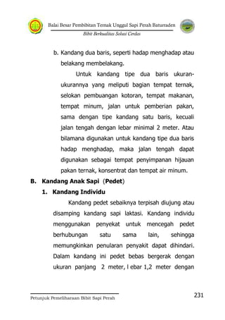 Balai Besar Pembibitan Ternak Unggul Sapi Perah Baturraden
Bibit Berkualitas Solusi Cerdas
Petunjuk Pemeliharaan Bibit Sapi Perah
231
b. Kandang dua baris, seperti hadap menghadap atau
belakang membelakang.
Untuk kandang tipe dua baris ukuran-
ukurannya yang meliputi bagian tempat ternak,
selokan pembuangan kotoran, tempat makanan,
tempat minum, jalan untuk pemberian pakan,
sama dengan tipe kandang satu baris, kecuali
jalan tengah dengan lebar minimal 2 meter. Atau
bilamana digunakan untuk kandang tipe dua baris
hadap menghadap, maka jalan tengah dapat
digunakan sebagai tempat penyimpanan hijauan
pakan ternak, konsentrat dan tempat air minum.
B. Kandang Anak Sapi (Pedet)
1. Kandang Individu
Kandang pedet sebaiknya terpisah diujung atau
disamping kandang sapi laktasi. Kandang individu
menggunakan penyekat untuk mencegah pedet
berhubungan satu sama lain, sehingga
memungkinkan penularan penyakit dapat dihindari.
Dalam kandang ini pedet bebas bergerak dengan
ukuran panjang 2 meter, l ebar 1,2 meter dengan
 