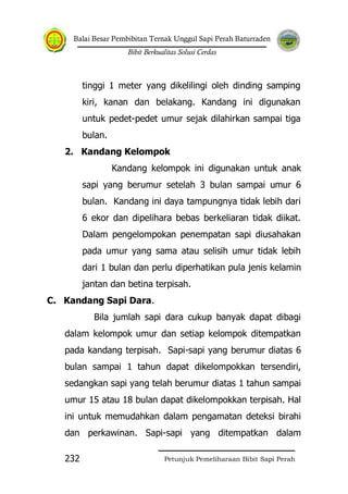 Balai Besar Pembibitan Ternak Unggul Sapi Perah Baturraden
Bibit Berkualitas Solusi Cerdas
Petunjuk Pemeliharaan Bibit Sapi Perah232
tinggi 1 meter yang dikelilingi oleh dinding samping
kiri, kanan dan belakang. Kandang ini digunakan
untuk pedet-pedet umur sejak dilahirkan sampai tiga
bulan.
2. Kandang Kelompok
Kandang kelompok ini digunakan untuk anak
sapi yang berumur setelah 3 bulan sampai umur 6
bulan. Kandang ini daya tampungnya tidak lebih dari
6 ekor dan dipelihara bebas berkeliaran tidak diikat.
Dalam pengelompokan penempatan sapi diusahakan
pada umur yang sama atau selisih umur tidak lebih
dari 1 bulan dan perlu diperhatikan pula jenis kelamin
jantan dan betina terpisah.
C. Kandang Sapi Dara.
Bila jumlah sapi dara cukup banyak dapat dibagi
dalam kelompok umur dan setiap kelompok ditempatkan
pada kandang terpisah. Sapi-sapi yang berumur diatas 6
bulan sampai 1 tahun dapat dikelompokkan tersendiri,
sedangkan sapi yang telah berumur diatas 1 tahun sampai
umur 15 atau 18 bulan dapat dikelompokkan terpisah. Hal
ini untuk memudahkan dalam pengamatan deteksi birahi
dan perkawinan. Sapi-sapi yang ditempatkan dalam
 