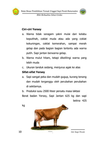 Balai Besar Pembibitan Ternak Unggul Sapi Perah Baturraden
Bibit Berkualitas Solusi Cerdas
Petunjuk Pemeliharaan Bibit Sapi Perah10
Ciri-ciri Yersey
a. Warna tidak seragam yakni mulai dari kelabu
keputihah, coklat muda atau ada yang coklat
kekuningan, coklat kemerahan, sampai merah
gelap dan pada bagian bagian tertentu ada warna
putih. Sapi jantan berwarna gelap.
b. Warna mulut hitam, tetapi dikelilingi warna yang
lebih muda
c. Ukuran tanduk sedang, menjurus agak ke atas
Sifat-sifat Yersey
a. Sapi sangat peka dan mudah gugup, kurang tenang
dan mudah terganggu oleh perubahan perubahan
di sekitarnya.
b. Produksi susu 2500 liteer persatu masa laktasi
Berat badan Yersey, Sapi Jantan 625 kg dan sapi
betina 425
kg
 