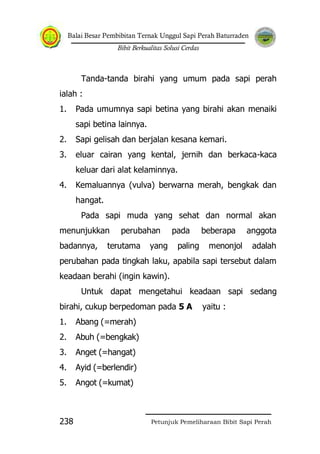 Balai Besar Pembibitan Ternak Unggul Sapi Perah Baturraden
Bibit Berkualitas Solusi Cerdas
Petunjuk Pemeliharaan Bibit Sapi Perah238
Tanda-tanda birahi yang umum pada sapi perah
ialah :
1. Pada umumnya sapi betina yang birahi akan menaiki
sapi betina lainnya.
2. Sapi gelisah dan berjalan kesana kemari.
3. eluar cairan yang kental, jernih dan berkaca-kaca
keluar dari alat kelaminnya.
4. Kemaluannya (vulva) berwarna merah, bengkak dan
hangat.
Pada sapi muda yang sehat dan normal akan
menunjukkan perubahan pada beberapa anggota
badannya, terutama yang paling menonjol adalah
perubahan pada tingkah laku, apabila sapi tersebut dalam
keadaan berahi (ingin kawin).
Untuk dapat mengetahui keadaan sapi sedang
birahi, cukup berpedoman pada 5 A yaitu :
1. Abang (=merah)
2. Abuh (=bengkak)
3. Anget (=hangat)
4. Ayid (=berlendir)
5. Angot (=kumat)
 