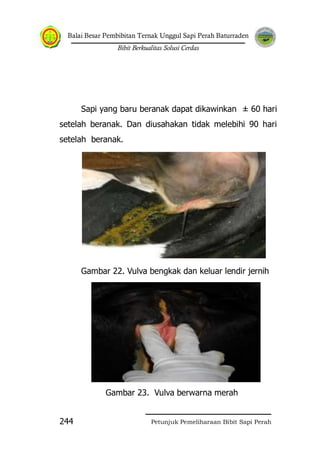 Balai Besar Pembibitan Ternak Unggul Sapi Perah Baturraden
Bibit Berkualitas Solusi Cerdas
Petunjuk Pemeliharaan Bibit Sapi Perah244
Sapi yang baru beranak dapat dikawinkan ± 60 hari
setelah beranak. Dan diusahakan tidak melebihi 90 hari
setelah beranak.
Gambar 22. Vulva bengkak dan keluar lendir jernih
Gambar 23. Vulva berwarna merah
 