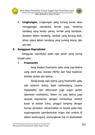Balai Besar Pembibitan Ternak Unggul Sapi Perah Baturraden
Bibit Berkualitas Solusi Cerdas
Petunjuk Pemeliharaan Bibit Sapi Perah
251
6. Lingkungan. Lingkungan yang kurang serasi akan
mengganggu reproduksi ternak juga, misalnya
kandang yang terlalu panas, ternak yang berdesak-
desakan dalam kandang, sanitasi yang kurang baik,
aliran udara dalam kandang yang kurang lancar, dan
lain-lain
E. Gangguan Reproduksi
Gangguan reproduksi pada sapi perah yang sering
terjadi yaitu :
1. Freemartin
Yang disebut freemartin yaitu anak sapi betina
yang steril atau mandul (90%) dari hasil kelahiran
kembar jantan dan betina.
Tanda-tanda sapi betina yang freemartin yaitu
alat kelamin betina tidak berkembang (ovaria
hipoplastik) dan ditemukan juga organ jantan
(glandula vesikularis). Selain itu sapi betina juga
tampak kejantanan dengan tumbuhnya rambut
kasar di sekitar vulva, pinggul ramping dengan
hymen persisten. Abnormalitas ini terjadi pada fase
organogenesis (pembentukan organ dari embrio di
dalam kandungan), kemungkinan hal ini disebabkan
 