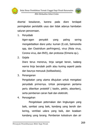 Balai Besar Pembibitan Ternak Unggul Sapi Perah Baturraden
Bibit Berkualitas Solusi Cerdas
Petunjuk Pemeliharaan Bibit Sapi Perah
269
disertai kesukaran, karena pada diare terdapat
peningkatan peristaltik usus dan tidak adanya hambatan
saluran pencernaan.
1. Penyebab
Agen-agen penyakit yang paling sering
mengakibatkan diare yaitu: kuman (E.coli, Salmonella
spp, dan Clostridium perfringens), virus (Rota virus,
Corona virus, dan BVD), dan protozoa (Eimeria sp.).
2. Gejala
Diare terus menerus, tinja sangat berair, kadang
warna tinja berubah putih atau kuning seperti pasta
dan baunya menusuk (kolibasilosis).
3. Penanganan
Pengobatan yang utama ditujukan untuk mengatasi
penyebab primernya. Untuk penanganan pertama
perlu diberikan protektif ( kaolin, pektin, absorben),
serta pemberian cairan faali dan elektrolit.
4. Pencegahan
Pengelolaan peternakan dan lingkungan yang
baik, sanitasi yang baik, kandang yang bersih dan
kering, ventilasi udara yang baik, dan keadaan
kandang yang terang. Pemberian kolostrum dan air
 