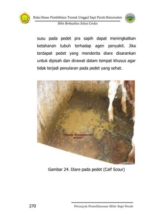 Balai Besar Pembibitan Ternak Unggul Sapi Perah Baturraden
Bibit Berkualitas Solusi Cerdas
Petunjuk Pemeliharaan Bibit Sapi Perah270
susu pada pedet pra sapih dapat meningkatkan
ketahanan tubuh terhadap agen penyakit. Jika
terdapat pedet yang menderita diare disarankan
untuk dipisah dan dirawat dalam tempat khusus agar
tidak terjadi penularan pada pedet yang sehat.
Gambar 24. Diare pada pedet (Calf Scour)
 