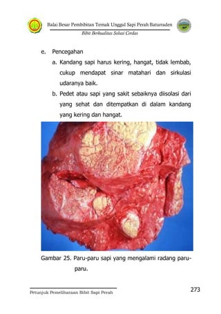 Balai Besar Pembibitan Ternak Unggul Sapi Perah Baturraden
Bibit Berkualitas Solusi Cerdas
Petunjuk Pemeliharaan Bibit Sapi Perah
273
e. Pencegahan
a. Kandang sapi harus kering, hangat, tidak lembab,
cukup mendapat sinar matahari dan sirkulasi
udaranya baik.
b. Pedet atau sapi yang sakit sebaiknya diisolasi dari
yang sehat dan ditempatkan di dalam kandang
yang kering dan hangat.
Gambar 25. Paru-paru sapi yang mengalami radang paru-
paru.
 