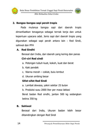 Balai Besar Pembibitan Ternak Unggul Sapi Perah Baturraden
Bibit Berkualitas Solusi Cerdas
Petunjuk Pemeliharaan Bibit Sapi Perah14
2. Bangsa-bangsa sapi perah tropis
Pada mulanya bangsa sapi dari daerah tropis
dimanfaatkan tenaganya sebagai ternak kerja dan untuk
keperluan upacara adat. Jenis sapi dari daerah tropis yang
digunakan sebagai sapi perah antara lain : Red Sindi,
sahiwal dan PFH
A. Red Sindhi
Berasal dari India, dari daerah yang kering dan panas
Ciri-ciri Red sindi
a. Potongan tubuh kuat, kokoh, kuat dan berat
b. Kaki pendek
c. Warna merah – coklat, bulu lembut
d. Ukuran ambing besar
Sifat-sifat Red Sindi
a. Lambat dewasa, yakni sekitar 25 bulan
b. Produksi susu 2000 liter per masa laktasi
Berat badan Red sindhi, jantan 500 kg sedangkan
betina 350 kg
B. Sahiwal
Berasal dari India, Ukuran badan lebih besar
dibandingkan dengan Red Sindi
 