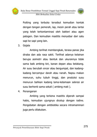 Balai Besar Pembibitan Ternak Unggul Sapi Perah Baturraden
Bibit Berkualitas Solusi Cerdas
Petunjuk Pemeliharaan Bibit Sapi Perah
275
Putting yang terbuka tersebut kemudian kontak
dengan tangan pemerah, lap, mesin perah atau lantai
yang telah terkontaminasi oleh bakteri atau agen
patogen. Dan kemudian mastitis menyebar dari satu
sapi ke sapi yang lain.
3. Gejala
Ambing terlihat membengkak, terasa panas jika
diraba dan ada rasa sakit. Terlihat adanya kelainan
berupa asimetri atau bentuk dan ukurannya tidak
sama baik ambing kiri, kanan depan atau belakang.
Air susu berubah encer atau bergumpal, dan kadang-
kadang bercampur darah atau nanah. Napsu makan
menurun, suhu tubuh tinggi, dan produksi susu
menurun bahkan kadang lama-kelamaan sekresi air
susu berhenti sama sekali ( ambing mati ).
4. Penanganan
Ambing yang terkena mastitis diperah sampai
habis, kemudian ujungnya dicelup dengan iodine.
Pengobatan dengan antibiotika secara intramammari
juga perlu dilakukan.
 