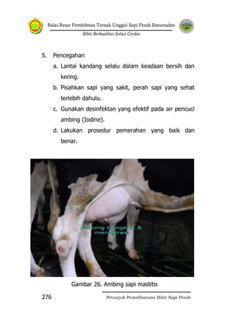 Balai Besar Pembibitan Ternak Unggul Sapi Perah Baturraden
Bibit Berkualitas Solusi Cerdas
Petunjuk Pemeliharaan Bibit Sapi Perah276
5. Pencegahan
a. Lantai kandang selalu dalam keadaan bersih dan
kering.
b. Pisahkan sapi yang sakit, perah sapi yang sehat
terlebih dahulu.
c. Gunakan desinfektan yang efektif pada air pencuci
ambing (Iodine).
d. Lakukan prosedur pemerahan yang baik dan
benar.
Gambar 26. Ambing sapi mastitis
 