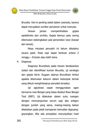 Balai Besar Pembibitan Ternak Unggul Sapi Perah Baturraden
Bibit Berkualitas Solusi Cerdas
Petunjuk Pemeliharaan Bibit Sapi Perah282
Brucella. Hal ini penting sekali dalam zoonosis, karena
dapat merupakan sumber penularan untuk manusia.
Hewan jantan memperlihatkan gejala
epididimitis dan orchitis. Gejala lainnya yaitu sering
ditemukan kebengkakan pad persendian lutut (karpal
dan tarsal).
Masa inkubasi penyakit ini belum diketahui
secara pasti. Pada sapi dapat berkisar antara 2
minggu – 8 bulan atau lebih lama.
4. Diagnosa
Diagnosa Brucellosis pada hewan berdasarkan
isolasi dan identifikasi kuman Brucella, uji serologis
dan gejala klinis. Dugaan adanya Brucellosis timbul
apabila ditemukan keluron dalam kelompok ternak
yang diikuti menghilangnya penyakit tersebut.
Uji aglutinasi cepat menggunakan agen
berwarna rose Bengal yang biasa disebut Rose Bengal
Test (RBT). Uji dilakukan dalam suhu ruangan
dengan mencampurkan serum sapi dan antigen
dengan jumlah yang sama, masing-masing bahan
diteteskan pada pelat transparan kemudian digoyang-
goyangkan. Bila ada presipitasi menunjukkan hasil
 