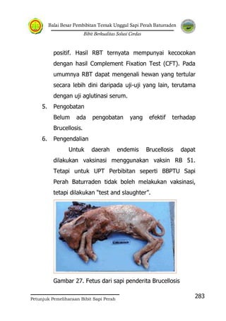 Balai Besar Pembibitan Ternak Unggul Sapi Perah Baturraden
Bibit Berkualitas Solusi Cerdas
Petunjuk Pemeliharaan Bibit Sapi Perah
283
positif. Hasil RBT ternyata mempunyai kecocokan
dengan hasil Complement Fixation Test (CFT). Pada
umumnya RBT dapat mengenali hewan yang tertular
secara lebih dini daripada uji-uji yang lain, terutama
dengan uji aglutinasi serum.
5. Pengobatan
Belum ada pengobatan yang efektif terhadap
Brucellosis.
6. Pengendalian
Untuk daerah endemis Brucellosis dapat
dilakukan vaksinasi menggunakan vaksin RB 51.
Tetapi untuk UPT Perbibitan seperti BBPTU Sapi
Perah Baturraden tidak boleh melakukan vaksinasi,
tetapi dilakukan “test and slaughter”.
Gambar 27. Fetus dari sapi penderita Brucellosis
 