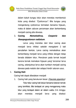 Balai Besar Pembibitan Ternak Unggul Sapi Perah Baturraden
Bibit Berkualitas Solusi Cerdas
Petunjuk Pemeliharaan Bibit Sapi Perah
289
dalam tubuh tungau telur akan menetas membentuk
kista yang disebut "Cysticercus". Bila tungau yang
mengandung cysticercus termakan bersama hijauan,
maka di dalam saluran percemaan akan berkembang
menjadi cacing pita dewasa.
3. Cacing Nematodirus, Cooperia dan
Oesopagustonun radiatum.
Larva yang menetas dari telur cacing akan
menjadi larva infeksi setelah mengalami 2 kali
perubahan bentuk. Larva cacing nematodirus akan
berkembang menjadi larva yang infeksi dengan tetap
berada didalam telur. Penularan pada ternak terjadi
karena ternak memakan hijauan yang' tercemar larva
cacing, selanjutnya larva akan tumbuh menjadi cacing
dewasa pada nodule dan selaput lendir saluran usus.
I. Cacing Hati
Cacing hati dapat dibedakan menjadi
1. Cacing hati yang berukuran besar (Fasciola gigantica)
Telur-telur cacing hati keluar bersama kotoran ternak
yang terinfeksi. Bila terdapat air yang menggenang maka
telur yang terdapat dalam air dalam waktu 3-6 minggu
akan menetas menjadi larva yang disebut
 