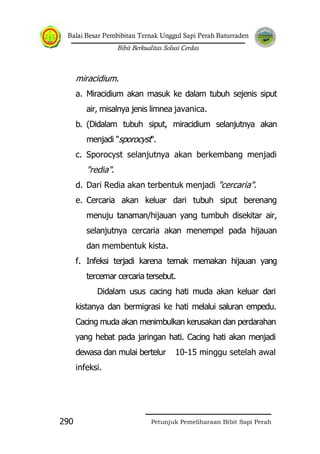 Balai Besar Pembibitan Ternak Unggul Sapi Perah Baturraden
Bibit Berkualitas Solusi Cerdas
Petunjuk Pemeliharaan Bibit Sapi Perah290
miracidium.
a. Miracidium akan masuk ke dalam tubuh sejenis siput
air, misalnya jenis limnea javanica.
b. (Didalam tubuh siput, miracidium selanjutnya akan
menjadi "sporocyst".
c. Sporocyst selanjutnya akan berkembang menjadi
"redia".
d. Dari Redia akan terbentuk menjadi "cercaria".
e. Cercaria akan keluar dari tubuh siput berenang
menuju tanaman/hijauan yang tumbuh disekitar air,
selanjutnya cercaria akan menempel pada hijauan
dan membentuk kista.
f. Infeksi terjadi karena ternak memakan hijauan yang
tercemar cercaria tersebut.
Didalam usus cacing hati muda akan keluar dari
kistanya dan bermigrasi ke hati melalui saluran empedu.
Cacing muda akan menimbulkan kerusakan dan perdarahan
yang hebat pada jaringan hati. Cacing hati akan menjadi
dewasa dan mulai bertelur 10-15 minggu setelah awal
infeksi.
 