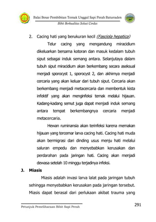 Balai Besar Pembibitan Ternak Unggul Sapi Perah Baturraden
Bibit Berkualitas Solusi Cerdas
Petunjuk Pemeliharaan Bibit Sapi Perah
291
2. Cacing hati yang berukuran kecil (Fasciola hepatica)
Telur cacing yang mengandung miracidium
dikeluarkan bersama kotoran dan masuk kedalam tubuh
siput sebagai induk semang antara. Selanjutaya dalam
tubuh siput miracidium akan berkembang secara aseksual
menjadi sporocyst 1, sporocyst 2, dan akhirnya menjadi
cercaria yang akan keluar dari tubuh siput. Cercaria akan
berkembang menjadi metacercaria dan membentuk kista
infektif yang akan menginfeksi ternak melalui hijauan.
Kadang-kadang semut juga dapat menjadi induk semang
antara tempat berkembangnya cercaria menjadi
metacercaria.
Hewan ruminansia akan terinfeksi karena memakan
hijauan yang tercemar larva cacing hati. Cacing hati muda
akan bermigrasi dari dinding usus menju hati melalui
saluran empedu dan menyebabkan kerusakan dan
perdarahan pada jaringan hati. Cacing akan menjadi
dewasa setelah 10 minggu terjadinya infeksi.
J. Miasis
Miasis adalah invasi larva lalat pada jaringan tubuh
sehingga menyebabkan kerusakan pada jaringan tersebut.
Miasis dapat berasal dari perlukaan akibat trauma yang
 
