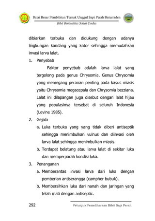 Balai Besar Pembibitan Ternak Unggul Sapi Perah Baturraden
Bibit Berkualitas Solusi Cerdas
Petunjuk Pemeliharaan Bibit Sapi Perah292
dibiarkan terbuka dan didukung dengan adanya
lingkungan kandang yang kotor sehingga memudahkan
invasi larva lalat.
1. Penyebab
Faktor penyebab adalah larva lalat yang
tergolong pada genus Chrysomia. Genus Chrysomia
yang memegang peranan penting pada kasus miasis
yaitu Chrysomia megacepala dan Chrysomia bezziana.
Lalat ini dilapangan juga disebut dengan lalat hijau
yang populasinya tersebat di seluruh Indonesia
(Levine 1985).
2. Gejala
a. Luka terbuka yang yang tidak diberi antiseptik
sehingga menimbulkan vulnus dan diinvasi oleh
larva lalat sehingga menimbulkan miasis.
b. Terdapat belatung atau larva lalat di sekitar luka
dan memperparah kondisi luka.
3. Penanganan
a. Memberantas invasi larva dari luka dengan
pemberian antiserangga (campher bubuk).
b. Membersihkan luka dari nanah dan jaringan yang
telah mati dengan antiseptic.
 