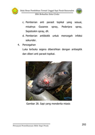 Balai Besar Pembibitan Ternak Unggul Sapi Perah Baturraden
Bibit Berkualitas Solusi Cerdas
Petunjuk Pemeliharaan Bibit Sapi Perah
293
c. Pemberian anti parasit topikal yang sesuai,
misalnya Gusanex spray, Pederipra spray,
Sepstoskin spray, dll.
d. Pemberian antibiotik untuk mencegah infeksi
sekunder.
4. Pencegahan
Luka terbuka segera dibersihkan dengan antiseptik
dan diberi anti parasit topikal.
Gambar 28. Sapi yang menderita miasis
 