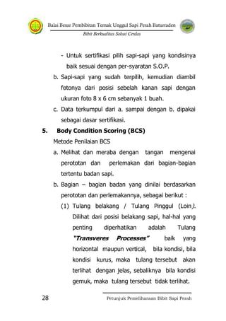 Balai Besar Pembibitan Ternak Unggul Sapi Perah Baturraden
Bibit Berkualitas Solusi Cerdas
Petunjuk Pemeliharaan Bibit Sapi Perah28
- Untuk sertifikasi pilih sapi-sapi yang kondisinya
baik sesuai dengan per-syaratan S.O.P.
b. Sapi-sapi yang sudah terpilih, kemudian diambil
fotonya dari posisi sebelah kanan sapi dengan
ukuran foto 8 x 6 cm sebanyak 1 buah.
c. Data terkumpul dari a. sampai dengan b. dipakai
sebagai dasar sertifikasi.
5. Body Condition Scoring (BCS)
Metode Penilaian BCS
a. Melihat dan meraba dengan tangan mengenai
perototan dan perlemakan dari bagian-bagian
tertentu badan sapi.
b. Bagian – bagian badan yang dinilai berdasarkan
perototan dan perlemakannya, sebagai berikut :
(1) Tulang belakang / Tulang Pinggul (Loin).
Dilihat dari posisi belakang sapi, hal-hal yang
penting diperhatikan adalah Tulang
“Transveres Processes” baik yang
horizontal maupun vertical, bila kondisi, bila
kondisi kurus, maka tulang tersebut akan
terlihat dengan jelas, sebaliknya bila kondisi
gemuk, maka tulang tersebut tidak terlihat.
 