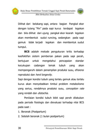Balai Besar Pembibitan Ternak Unggul Sapi Perah Baturraden
Bibit Berkualitas Solusi Cerdas
Petunjuk Pemeliharaan Bibit Sapi Perah30
Dilihat dari belakang sapi, antara bagian Pangkal ekor
dengan tulang “Pin” pada sapi kurus terdapat legokan
dan bila dilihat dari ujung pangkal ekor kearah legokan
akan membentuk sudut runcing, sedangkan pada sapi
gemuk tidak terjadi legokan dan membentuk sudut
tumpul.
BCS adalah metode pengukuran kritis terhadap
keefektifan sistem pemberian pakan pada sapi perah,
bertujuan untuk mengetahui pencapaian standar
kecukupan cadangan lemak tubuh yang akan
mempengaruhi dalam penampilan produksi susu, efisiensi
reproduksi dan herd longevity.
Sapi dengan kondisi tubuh yang terlalu gemuk atau terlalu
kurus akan menyebabkan timbul problem metabolisme
yang serius, rendahnya produksi susu, conception rate
yang rendah dan distochia.
Penilaian kondisi tubuh bibit sapi perah dilakukan
pada periode fisiologis dan dievaluasi terhadap nilai BCS
pada saat :
1. Beranak (Postpartum)
2. Setelah beranak (1 bulan postpartum)
 