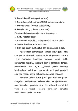 Balai Besar Pembibitan Ternak Unggul Sapi Perah Baturraden
Bibit Berkualitas Solusi Cerdas
Petunjuk Pemeliharaan Bibit Sapi Perah
31
3. Dikawinkan (3 bulan post partum)
4. Pemeriksaan kebuntingan/PKB (6 bulan postpartum)
5. Periode laktasi (9 bulan postpartum)
6. Periode kering (1 bulan prepartum)
Peralatan, bahan dan materi yang digunakan :
1. Kartu Recording sapi
2. Bahan dan alat tulis (Kertas/blanko isian, alas tulis)
3. Sepatu kandang, wearpack, topi.
4. Bibit sapi perah bunting tua dan atau sedang laktasi.
Pelaksanaan pemeriksaan kondisi tubuh pada bibit
sapi perah diperoleh melalui estimasi penilaian secara
visual terhadap kuantitas jaringan lemak kulit,
perhitungan nilai BCS sebesar 5 poin (1 sampai 5) dengan
penambahan nilai 0,25 (Quarter point) dihitung
berdasarkan kondisi subcutan lemak tubuh pada pangkal
ekor dan sekitar tulang belakang, hips, ribs, pin bone.
Penilaian Kondisi Tubuh (BCS) pada bibit sapi perah
sangatlah penting dalam melaksanakan manajemen untuk
memaksimalkan produksi susu dan efisiensi reproduksi
yang biasa terjadi adanya gangguan penyakit
metabolisme setelah beranak.
 
