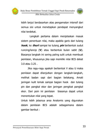 Balai Besar Pembibitan Ternak Unggul Sapi Perah Baturraden
Bibit Berkualitas Solusi Cerdas
Petunjuk Pemeliharaan Bibit Sapi Perah
33
lebih lanjut berdasarkan atas pengamatan intensif dari
semua sisi untuk menetapkan pendapat menyangkut
nilai terdekat.
Langkah pertama dalam menjelaskan masuk
sistem penentuan nilai, maka apabila garis dari tulang
hook, ke thurl sampai ke tulang pin berbentuk sudut
runcing/lancip (V) atau berbentuk bulan sabit (U).
Biasanya langkah ini sering paling sulit untuk membuat
penilaian, khususnya jika sapi memiliki nilai BCS dekat
3.0 atau 3.25 .
Jika ragu-ragu apakah berbentuk V atau U maka
penilaian dapat dilanjutkan dengan langkah-langkah,
melihat badan sapi dari bagian belakang. Amati
jaringan kulit lemak sampai bagian hook dan tulang
pin dan pangkal ekor dan jaringan pengikat pangkal
ekor. Dari poin ini penilaian biasanya dapat untuk
menentukan nilai yang tepat.
Untuk lebih jelasnya area Anatomis yang digunakan
dalam penilaian BCS adalah sebagaimana dalam
gambar berikut :
 
